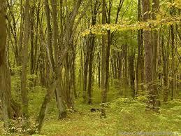 Rezerwat przyrody Las Zwierzyniecki